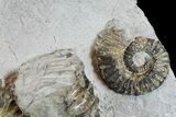 Fossil Ammonites (Aegocrioceras) on Rock - Germany #77950-3